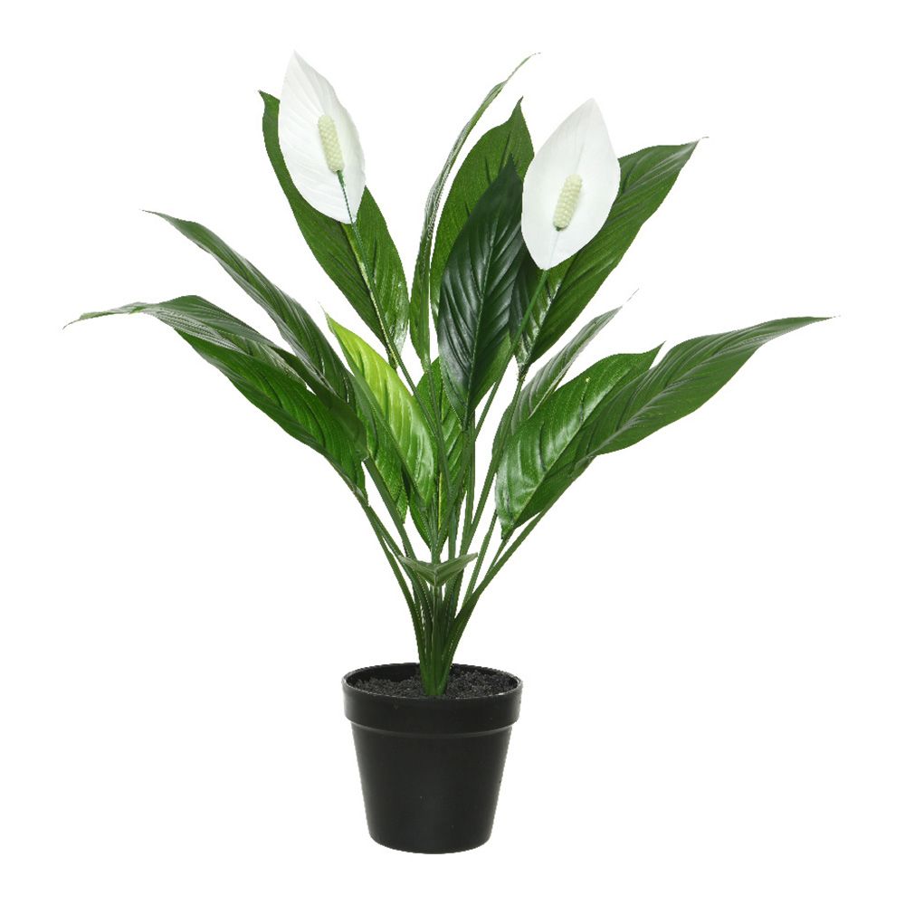 Vaso de spathiphyllum, ø12 x 7 x 9,5 cm