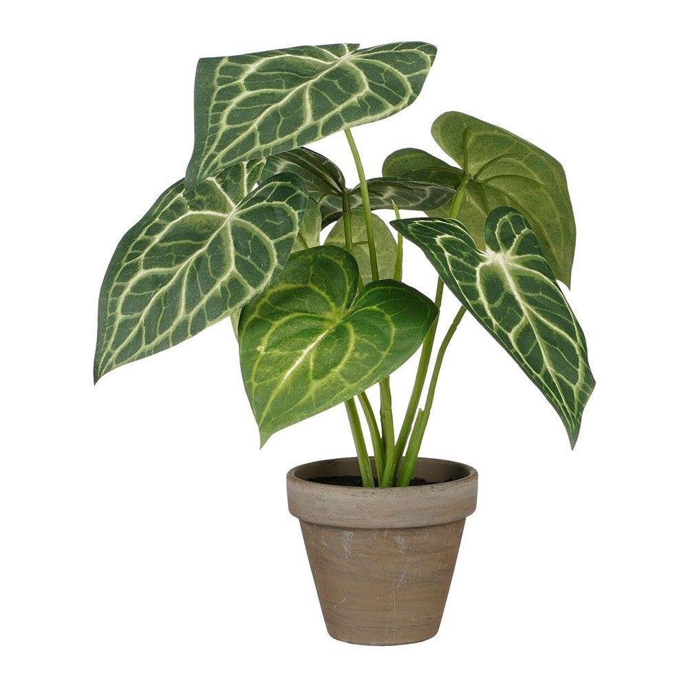 Vaso de caladium orelha de elefante verde, ø21 x 28 cm