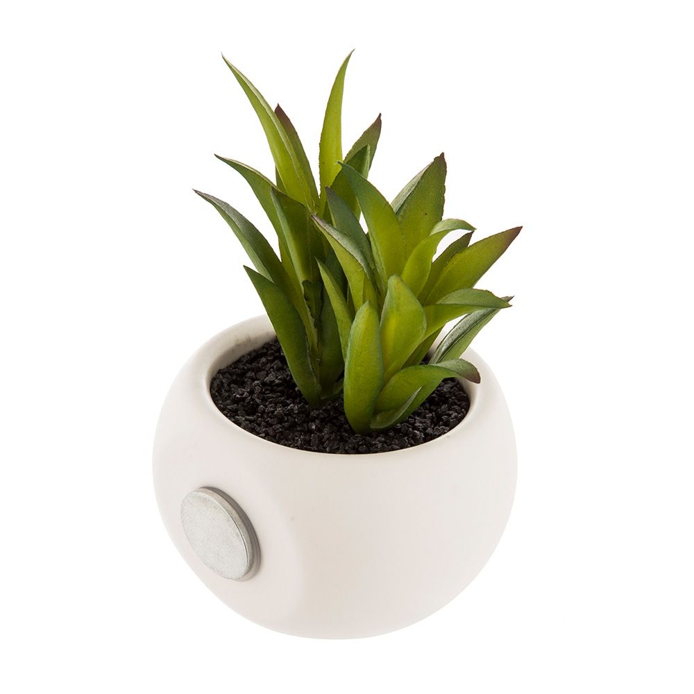 MINI VASO COM ÍMAN COM SUCULENTA, 6 cm, MODELOS VARIADOS