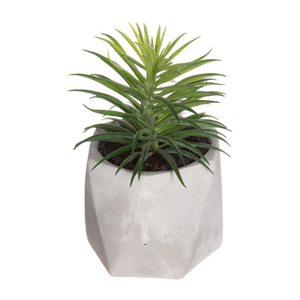 MINI VASO COM SUCULENTA, 7 x 14 cm, MODELOS VARIADOS